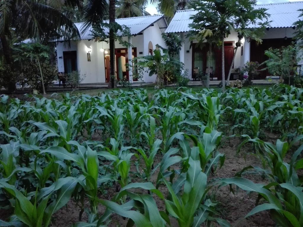 Hideaway Homestay Habarana Zewnętrze zdjęcie